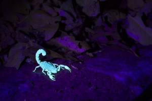 10 Ekscytujących faktów o skorpionach