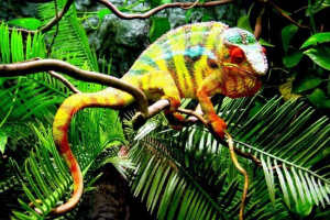 10 Zwierząt o najjaśniejszym kolorze 10 Zwierząt o najjaśniejszym kolorze