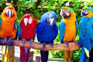 100 Tysięcy dolarów dla papug: testament millionaire z nowego jorku stał się globalnymi wiadomościami