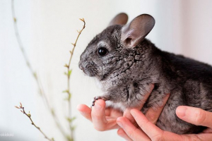 15 Faktów o szynszyli 15 Faktów o szynszyli