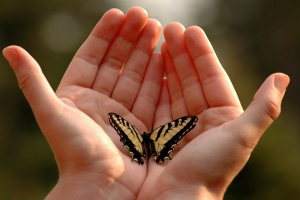 20 Ciekawych faktów o motylach 20 Ciekawych faktów o motylach