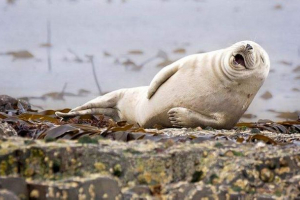 20 Najśmieszniejszych zwierząt według komedii wildlife fotografii awards 2015