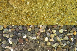 25 Zwierząt - mistrzowie w przebraniu 25 Zwierząt - mistrzowie w przebraniu