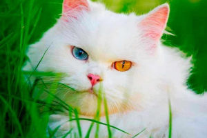 4 Rasy białych kotów z wielokolorowymi oczami 4 Rasy białych kotów z wielokolorowymi oczami
