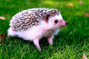 40 Ciekawych faktów o jeży