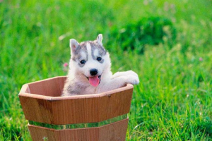 5 Etapów rozwoju psa i wzrostu