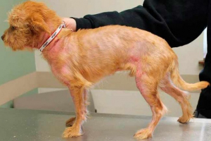 5 Przyczynach pokrzywki u psów 5 Przyczynach pokrzywki u psów