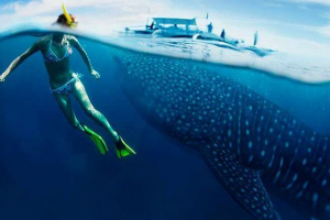 5 Największych ryb w oceanie