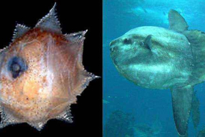 8 Młodych zwierząt, którzy nie są jak ich rodzice 8 Młodych zwierząt, którzy nie są jak ich rodzice