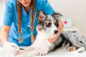 8 Powodów rozwoju niedokrwistości u psów 8 Powodów rozwoju niedokrwistości u psów