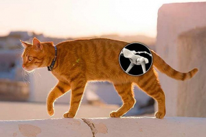 8 Objawów dysplazji w kotach 8 Objawów dysplazji w kotach