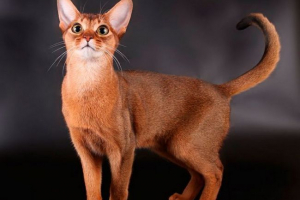 Kot abisyński Kot abisyński