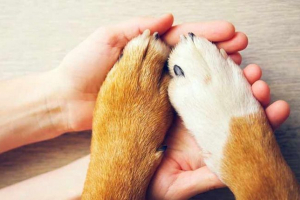 Ropień z psa - niż niebezpieczny? Ropień z psa - niż niebezpieczny?