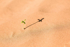 Dostosowanie organizmów do zmienionego środowiska siedliska Dostosowanie organizmów do zmienionego środowiska siedliska