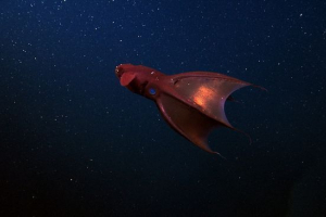 Piekło vampire Piekło vampire