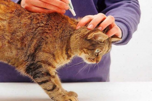 Advandage dla kotów - gdy się stosuje? Advandage dla kotów - gdy się stosuje?