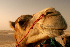 Afgański wielbłąd kopie amerykańskiego morfy: wideo, które wyśmiewali użytkownicy sieci