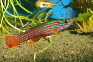 Aphisemion streatum - rainbow fish z mądrością
