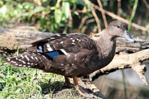 Afrykańska czarna kaczka