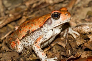 Afrykański czerwony ropucha Afrykański czerwony ropucha