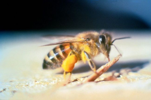 Afrykańska pszczoła Afrykańska pszczoła