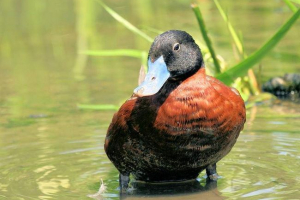 African savka: szczegółowy opis