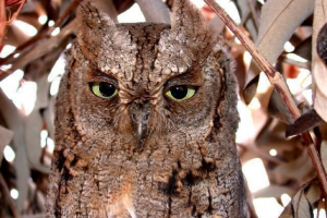 Afrykańska sawka Afrykańska sawka