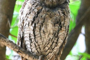 African spleshi lub lifestyle scoop African spleshi lub lifestyle scoop