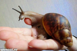 Afrykański ślimak. Styl życia i siedlisko afrykańskie ślimak Afrykański ślimak. Styl życia i siedlisko afrykańskie ślimak