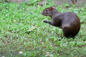 Aguti: wizyta południowoamerykańska