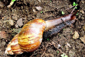 Akhatina - ślimak o ogromnych rozmiarach Akhatina - ślimak o ogromnych rozmiarach