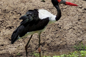 Storky. Ewolucja bocianów. Pochodzenie bocianów Storky. Ewolucja bocianów. Pochodzenie bocianów