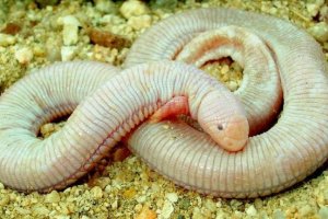 Ayolat - meksykańska jaszczurka Ayolat - meksykańska jaszczurka