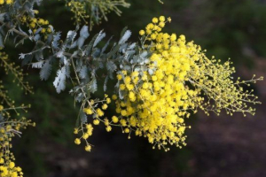 Acacia silver Acacia silver