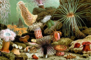 Actius - korale, jellyfish lub kwiaty morskie?