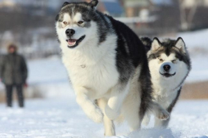 Alaski malamut - walki północne Alaski malamut - walki północne