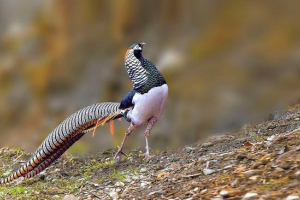 Diamentowy pheasan Diamentowy pheasan