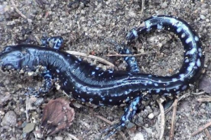 Ambistomas: ich odmiany i styl życia