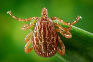 Amblyomma maculatum - niebezpieczny pasożyt zwierzęcy