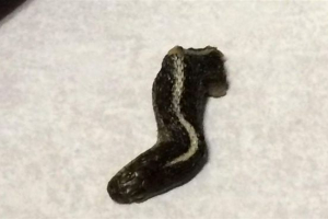 Amerykanin znalazł węża w puszce z konserwami Amerykanin znalazł węża w puszce z konserwami