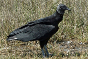 American black katail American black katail