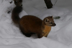 Amerykański cork - fluffy valley