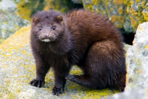 Mink american