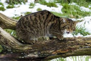 Amerykańscy rejestratory uratowali dziki kot
