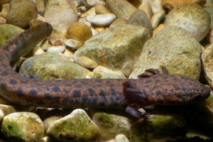 Amerykańskie białka: ich rodzaje i cechy istnienia Amerykańskie białka: ich rodzaje i cechy istnienia