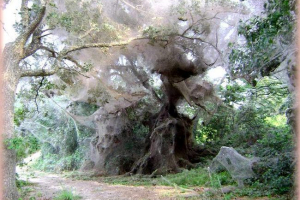 Amerykańscy naukowcy odkryli gigantyczną sieć - produkt tkania pająki kolonii