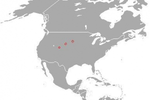 Amerykański lub czarny legged chore