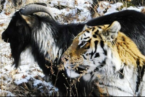 Amur dostał kozi timur timur pooleukhu: wideo, które podbiło sieć Amur dostał kozi timur timur pooleukhu: wideo, które podbiło sieć