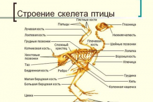 Anatomia ptaków