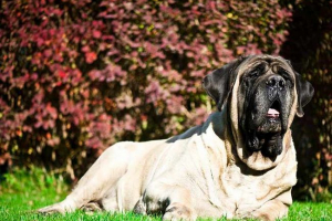 Mastif angielski - wszystko o psie